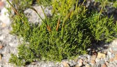 Thamnochortus lucens