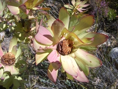 Leucadendron pubibracteolatum