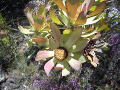Leucadendron pubibracteolatum