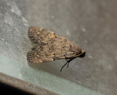 Idia diminuendis