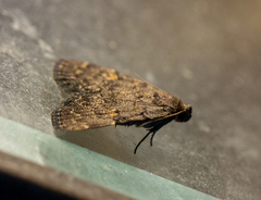 Idia diminuendis
