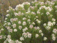 Paranomus esterhuyseniae