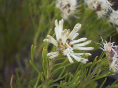 Paranomus esterhuyseniae