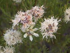 Paranomus esterhuyseniae