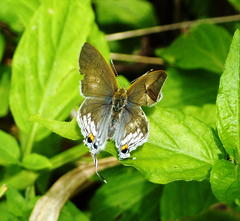 Hypolycaena philippus philippus