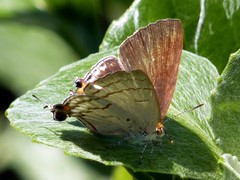 Hypolycaena philippus philippus