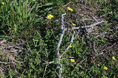 Oxalis pes-caprae pes-caprae