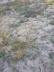 Agrostis vinealis
