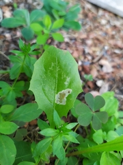 Liriomyza taraxaci