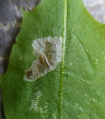 Liriomyza taraxaci