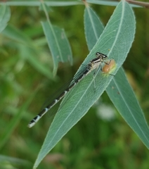 Enallagma cyathigerum