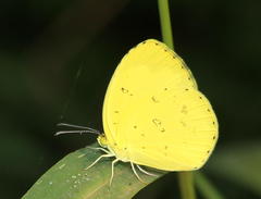 Eurema hecabe solifera