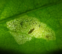 Liriomyza taraxaci