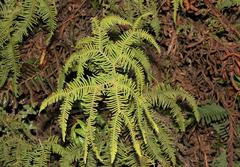 Sticherus umbraculifer