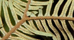 Sticherus umbraculifer