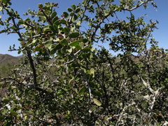 Gloveria integrifolia