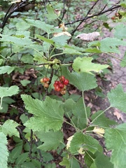 Ribes rubrum