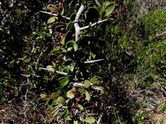 Gloveria integrifolia