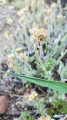 Gnaphalieae