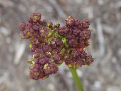 Nanobubon capillaceum