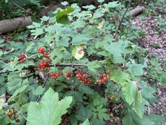 Ribes rubrum