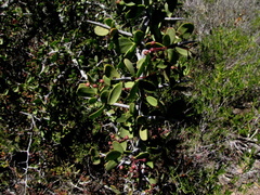 Gloveria integrifolia