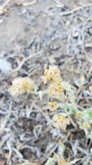 Gnaphalieae