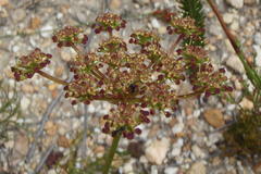 Nanobubon capillaceum