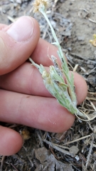 Gnaphalieae