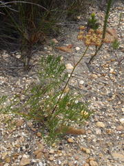 Nanobubon capillaceum