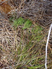 Nanobubon capillaceum