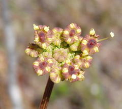 Nanobubon capillaceum