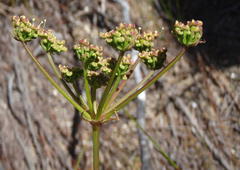 Nanobubon capillaceum
