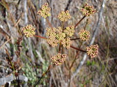 Nanobubon capillaceum