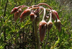 Cotyledon orbiculata orbiculata
