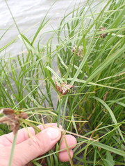 Bolboschoenus planiculmis