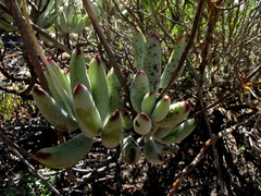 Cotyledon orbiculata orbiculata