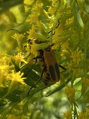 Chauliognathus pensylvanicus