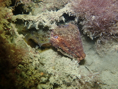 Sepia apama