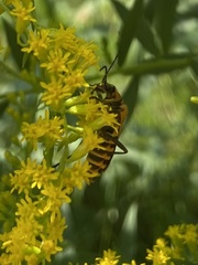 Chauliognathus pensylvanicus