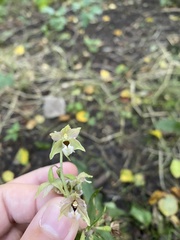 Epipactis helleborine