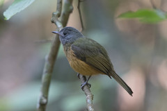 Mionectes rufiventris