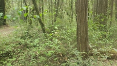 Calycanthus occidentalis