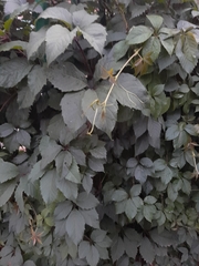 Parthenocissus inserta