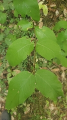 Calycanthus occidentalis