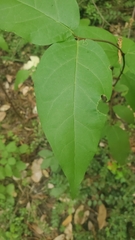 Calycanthus occidentalis