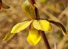 Eulophia parviflora