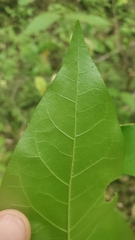 Calycanthus occidentalis
