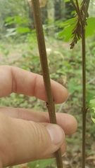 Calycanthus occidentalis