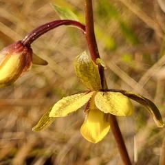 Eulophia parviflora